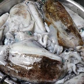 秋のアオリイカ釣りは運だと思う……と言う話