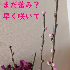 今月買った桃とe-tax確定申告書-振り返り編は②[収支内訳書]⇒飛ばし⇒寄付金等⇒扶養者控除へ