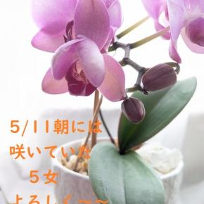 母の日(バラが気に入った)とご当地キャラの日とミニ胡蝶蘭✿5/11朝なんと5女も咲きました♪