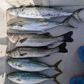 11/15 湾奥サワキャス！しぶちん