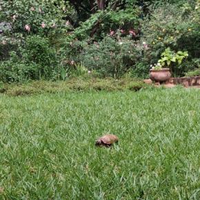 【マラウイ暮らし】 大事な庭の