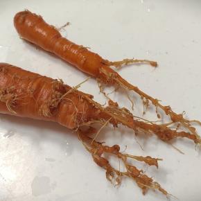 秋どり【ニンジン】…ネコブセンチュウで大失敗！