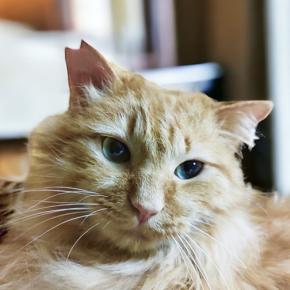 4/7(日)神崎川譲渡会☆茶トラ多めでございます