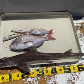 2022 7/28 野島で釣り