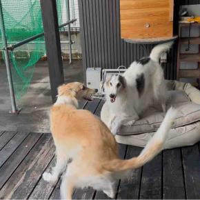 兄ちゃんが遊んでくれた！