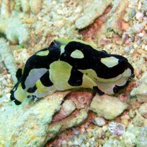 ワモンキセワタ