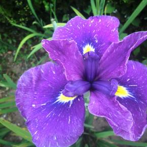 花菖蒲の今と昔