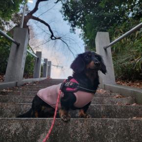 新月の週詣りとパパのニット帽 (｡>_<｡)ｳ-