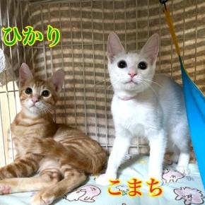 みつきちゃん・モカくん 正式譲渡おめでとう♪