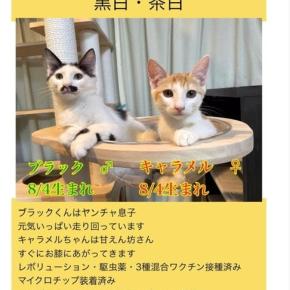 譲渡会のお知らせ