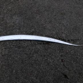 アジ釣り、26回目何！これ！