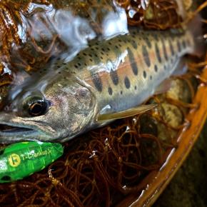 ”★【1091】ゴートスター！★”