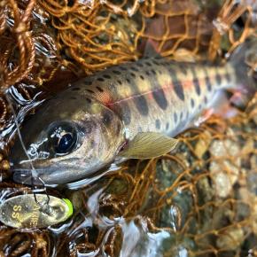 丹沢渓流シーズン最終日