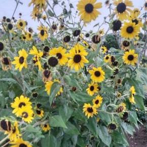 遅咲きのヒマワリが咲いていました