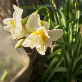 庭の日本水仙が咲き誇っています