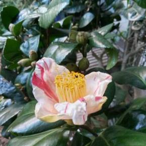 玄関前の椿が一輪開花しました