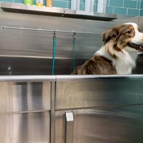 アメリカのペットショップで愛犬をセルフシャンプー 喜怒哀楽が激しいオーストラリアン・シェパード