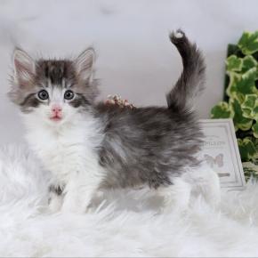 コニーちゃんの子猫たち毎日運動会！！