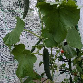 きゅうりやっと8本目/ 雨水タンク設置した話