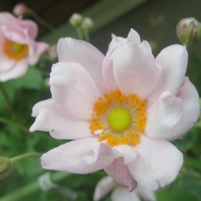 庭の花 シュウメイギク色々咲いています キクの花 「ノーベル賞制定記念日」