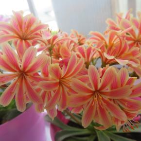 冬室内の花 レウィシア 庭のキクの花（撮り置き）「南極の日」