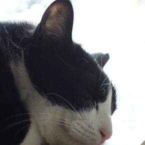 猫★病院へ行く