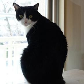 工事休止期間★喜ぶ猫★2026お節は品数半減