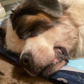 クララ永眠しました。