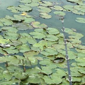 今年のライギョ記録2