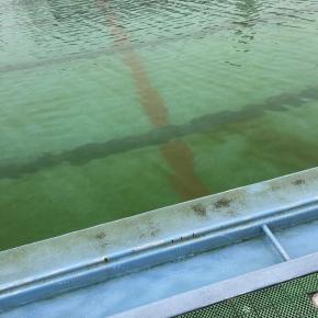 プールトラウトスタート！