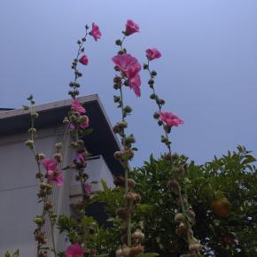 7/5土曜日。また進化した特定医療費受給者証の更新申請の方法。