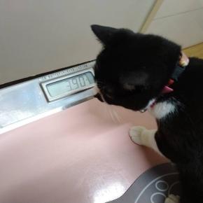 12/10水曜日。ハチのワクチン接種。