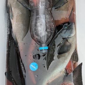 9月、磯へ復帰♪