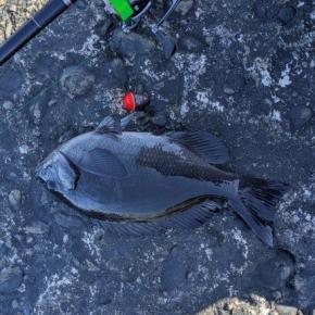 堤防で残りマキエ撒き