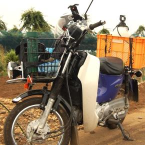 今日は霧雨の降る中、畑仕事に精を出します