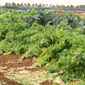 ポチに学ぶ？？？ 野菜の保存方法