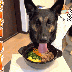 晩ごはんにビビンバ作ったら、愛犬のエアペロが止まりませんw