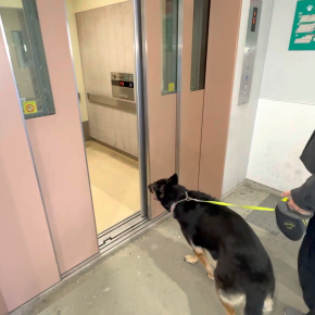 エレベーター大好きな愛犬が、エレベーターに乗ったらまずする事！それは…めちゃめちゃ乙女なことでしたw