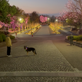 夕日が西の空に沈む頃、愛犬と散歩してたら、びっくりするぐらいキレイなイルミネーションが見れました！