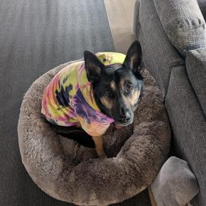 2025年は愛犬と共に継続しながら前進した一年でした。では、2026年の抱負は・・・？