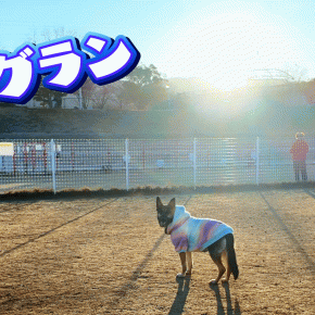 【2026年】初日の出を拝みにドッグランへ行ったら、愛犬にまさかの出会いがありましたw