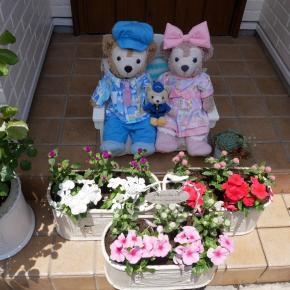 みんなでガーデニング！寄せ植えをしたよ