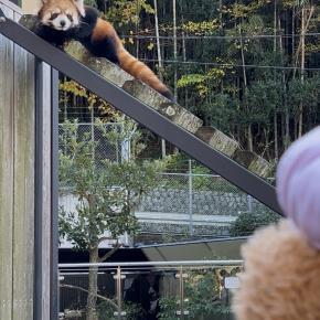 ファンサがすごい！レッサーパンダの和くん 静岡市立 日本平動物園