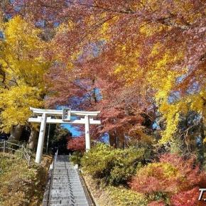 宗像市で紅葉狩りをするなら河東天満宮がオススメ