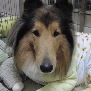 またまた季節外れの～