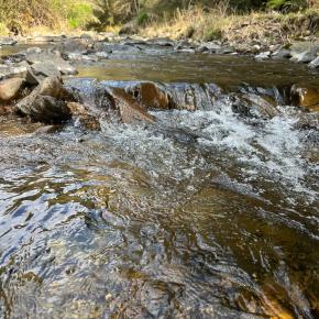 2025.4.11 津野町の渓流のアマゴ〜梼原川支流でティムコスプーン