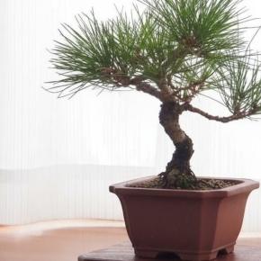 2026年明けました！