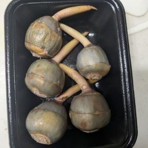 親父、慈姑（くわい）煮に挑む