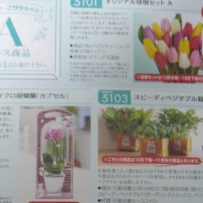 【株主優待】_サカタのタネ[1377]から株主優待品が届いた_2022年10月