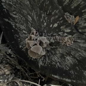 家庭菜園の作業（5月）